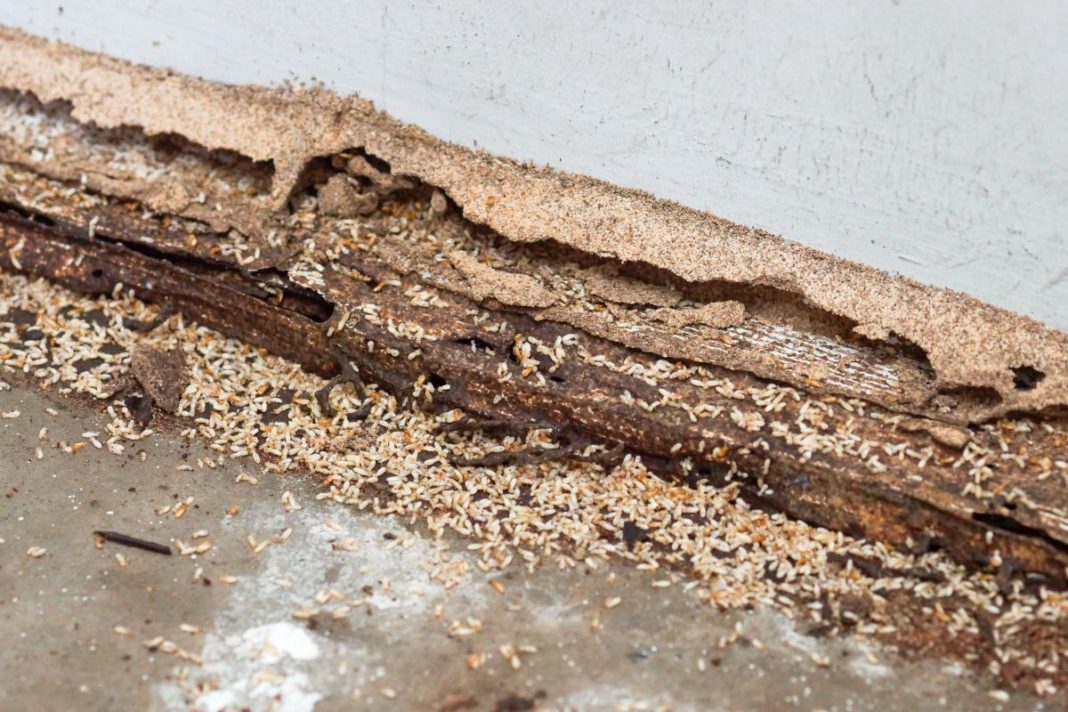 Quels sont les meilleurs traitements possibles contre les termites